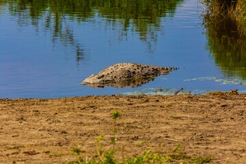 Nile crocodile (Crocodylus niloticus) resting in a water at Serengeti national park, Tanzania....