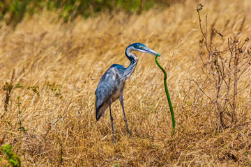 Black-headed heron (Ardea melanocephala) catched green mamba (Dendroaspis angusticeps) at...