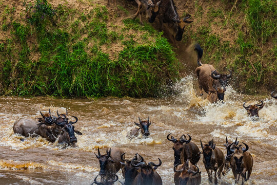 Wildebeests (Connochaetes) crossing Mara river at the Serengeti national park, Tanzania. Great migration. Wildlife photo - Powered by Adobe