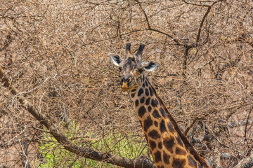 Giraffe (camelopardalis) at Lake Manyara national park, Tanzania. Wildlife photo