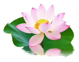 Side Angle of Pink Lotus in Bloom with Reflected Petals on Water Surface, Transparent Background