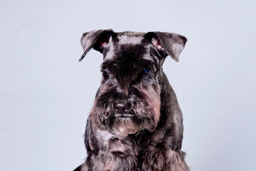 the miniature schnauzer dog close-up portrait after trimming on a gray background