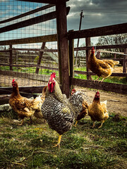 Beautiful hens and cockerel walking inside the barn in an eco farmland. A group of free range chickens in an ecologically friendly chicken farm outdoors