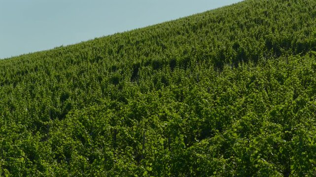 Aerial view of rolling vineyards on the route des Vins in Alsace in between the Alsacian fairytale villages 