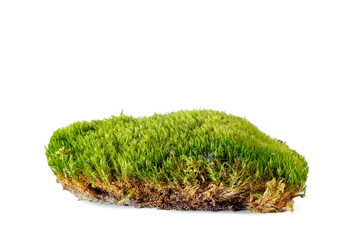 Green forest natural moss with lingonberry sprout isolated on white.