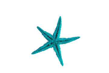 Blue starfish isolated on white background.