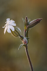 Obraz premium Catchfly. Wildflowers on a sunny day in June. Close-up on a blurred background.