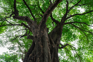 Low angle view ancient tree with green canopy in forest. Natural carbon capture and sequestration for climate change sustainability. Carbon neutrality and natural ecosystem environmental conservation.