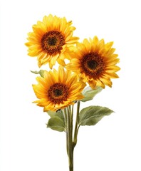 Fototapeta premium Three vibrant yellow sunflowers, slightly overlapping, form a small bouquet with muted green leaves and stems, isolated against a pure white background