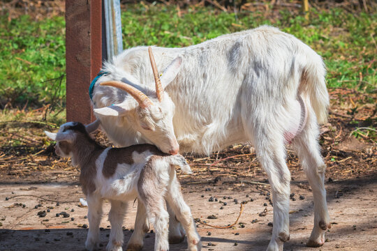 A female goat caring her kid in a English farm