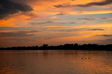 Three Ducks Swimming The Lake
