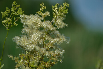 Filipendula ulmaria flowering meadowsweet full blossom close up macro
