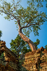 Tree Above Ancient Ruins In Cambodia