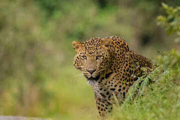 Leopard in central hills of Sri Lanka.
