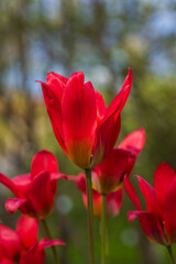 Red Tulip Flowers Tulipa Greigii Toronto