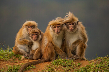 mother and baby macaque in central hills of Sri Lanka
