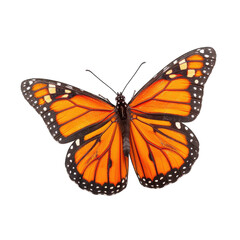 Monarch butterfly, vibrant orange wings, black markings,  isolated against black background