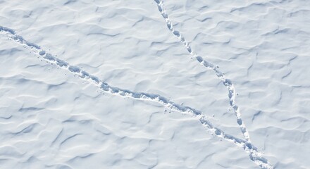 Bright white snow surface with intersecting animal paw prints showing subtle undulations