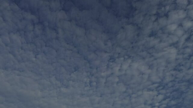 An expansive view of a blue sky filled with a dense layer of small, fluffy, altocumulus clouds.