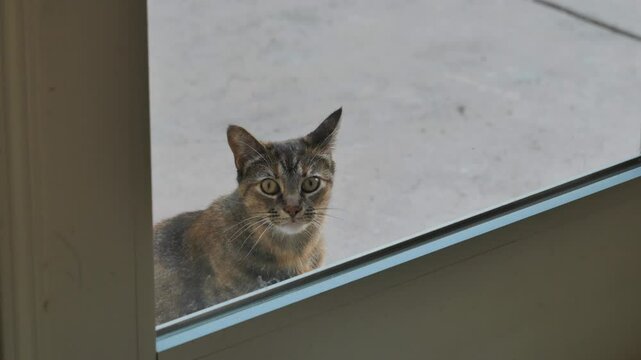 Curious cat stares through a glass door from outside and meowing calmly waiting to be let in