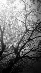 Black and white image of tree branches stretching towards the sky with dramatic lighting, highlighting texture and natural patterns