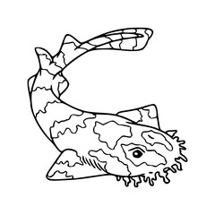 tasseled wobbegong outline vector
