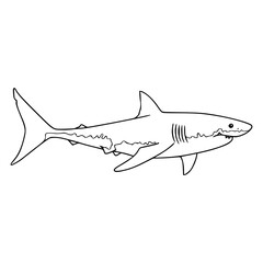 great white shark outline illustration
