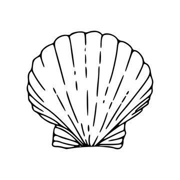 simple scallop shell outline vector