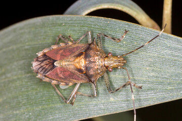 Australian stink bug resting on broad leaf (Bromocoris souefi)