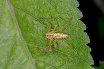 Lean Lynx Spider (Oxyopes macilentus) - macro photo in natural setting