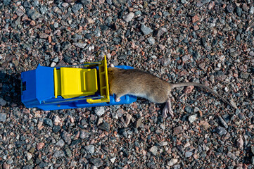 Mouse caught and killed in mouse trap