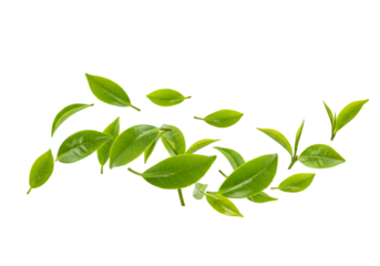Isolated Fresh Green Tea Leaves on Transparent Background Still Life