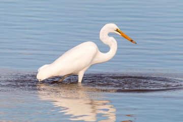 Large White Shorebird - Eastern Great Egret (Ardea alba modesta)

