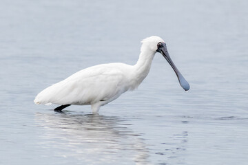 Elegant Spoonbill Bird with Long Bill Dripping Water (Platalea regia)
