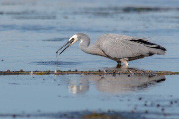 White-Faced Heron Feeding in Shallow Water with Prey