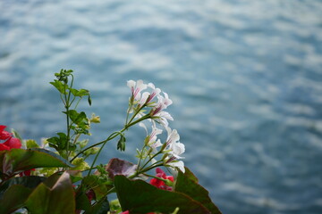 close up of flowers on the old bridge of luzern
