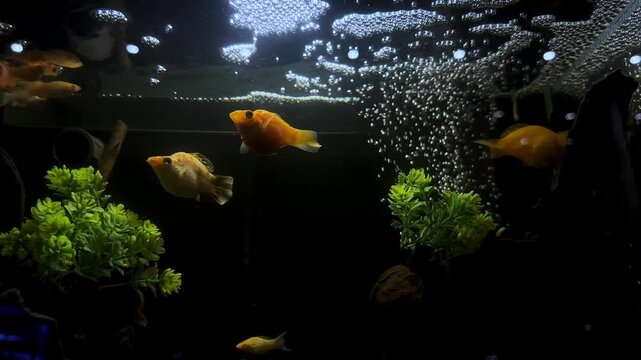 A captivating shot of balloon molly fish swimming gracefully in aquarium with some aquatic plant. The fish exhibit a vibrant orange coloration, adding beauty to the aquatic setting