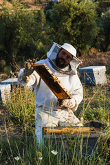 Beekeeper holding honeycomb frame in apiary examining bees