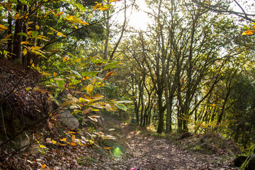 autumn rural path