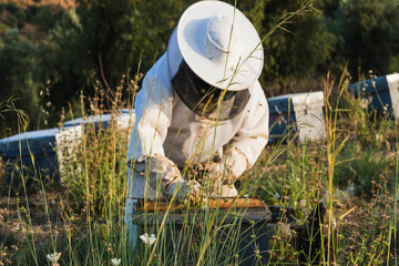 Beekeeper working with bees in a honeycomb frame in a field