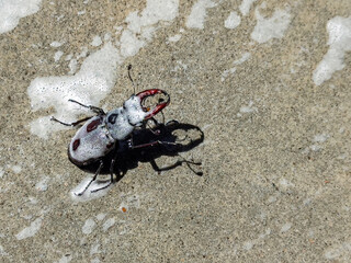 The struggle for survival: A large stag beetle is trapped and dying in chemical-like suds on an...