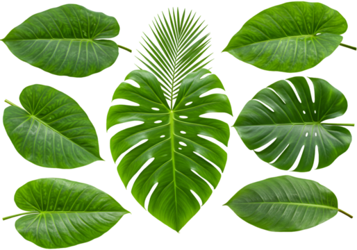Illustration Fresh Green Tropical Leaves Isolated in Transparent Background