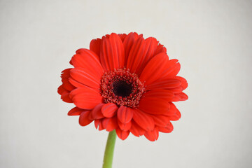 赤いガーベラ