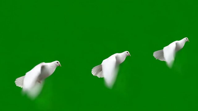 Graceful white doves flying in slow motion across green chromakey screen background for compositing use