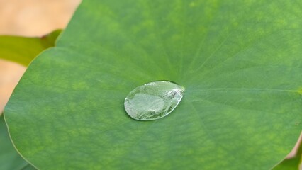 Water drop on green lotus leaf.