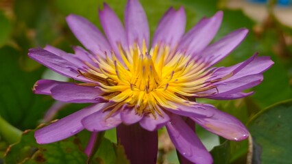 Macro shot of Water lily. Lotus flower.
