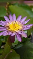 Macro shot of Water lily. Lotus flower.