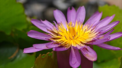 Macro shot of Water lily. Lotus flower.