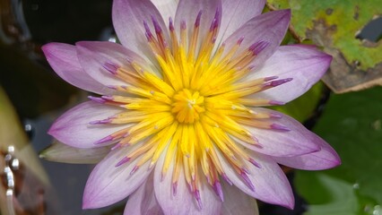 Macro shot of Water lily. Lotus flower.
