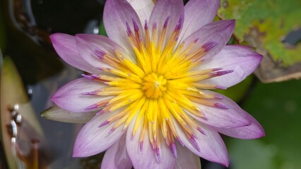 Macro shot of Water lily. Lotus flower.